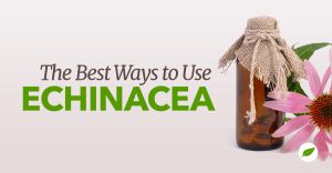 Echinacea plant uses