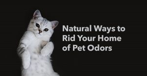 pet odors