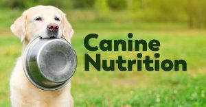 canine nutrition