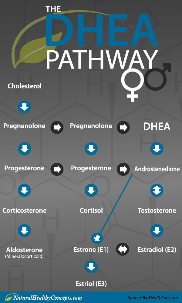 DHEA Benefits for Men, DHEA Benefits for Women Healthy Concepts with