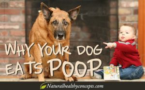 Why Dog-Eats-Poop