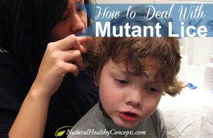 Drug-resistant Head Lice