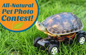 Pet-Contest-Blog-Feature