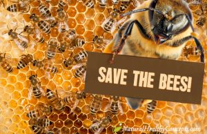 Save the Bees