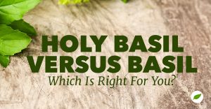 holy basil vs. basil