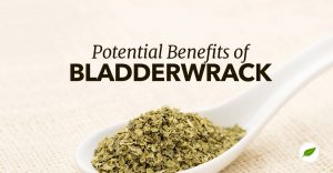 bladderwrack benefits