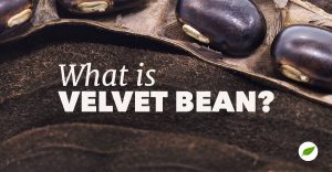 velvet bean