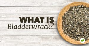 what is bladderwrack