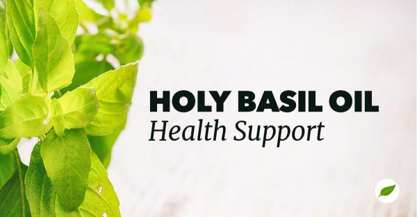 holy basil oil