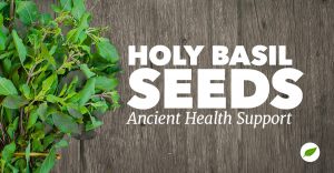 holy basil seeds