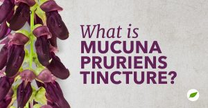 mucuna pruriens tincture