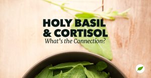 holy basil for cortisol