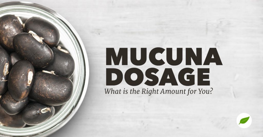 Mucuna Dosage How Much Mucuna Pruriens Should You Take?