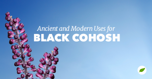 black-cohosh-uses