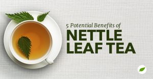 nettle leaf tea