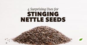 stinging nettle seeds
