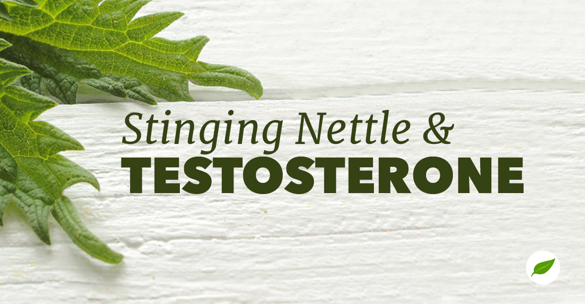 stinging nettle testosterone