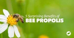 propolis benefits
