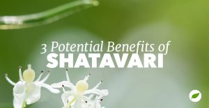 shatavari-benefits-lactation