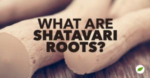 Shatavari-root-supplements-teas-women-herb