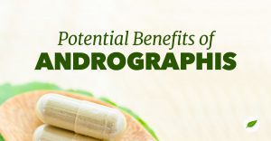 andrographis-benefits-cooling-herb