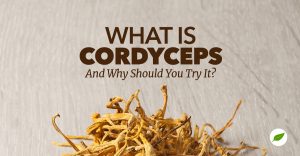 what is cordyceps