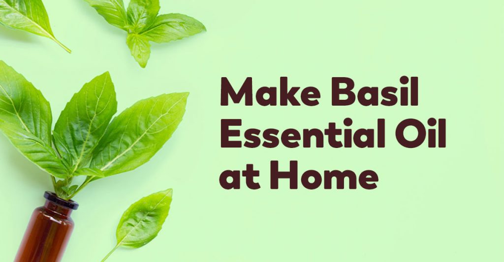 Making Basil Essential Oil at Home Guide Healthy Concepts with a Nutrition Bias