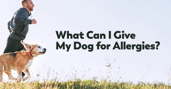 what can I give my dog for allergies