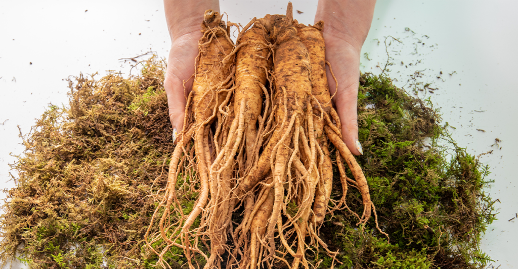What is Ginseng and What Does it Do? Healthy Concepts with a Nutrition Bias