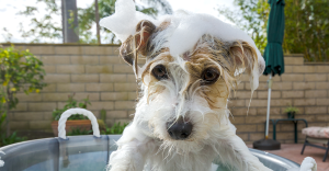 dog itch relief
