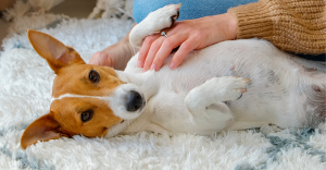 dog probiotics